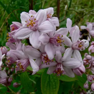 Дейция МОУНТ РОУЗ в Слониме