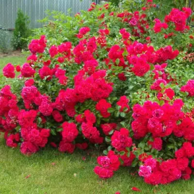 Роза РАДОСТЬ САДОВНИКА (ГАРТЕН ФРОЙДЕ) почвопокровная в Слониме