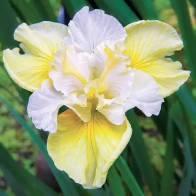 Ирис ЙЕЛЛОУ ТЕЙЛ сибирский в Слониме