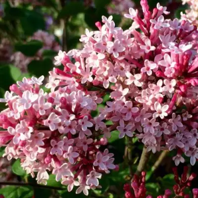 Сирень РЕД ПИКСИ в Слониме