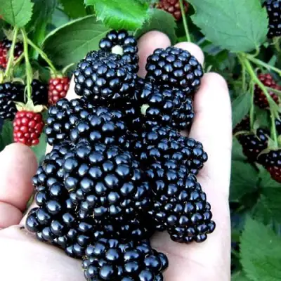 Ежевика ПОЛАР бесшипная  в Слониме