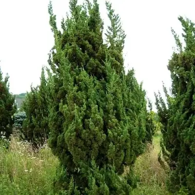 Можжевельник КАЙЗУКА китайский в Слониме