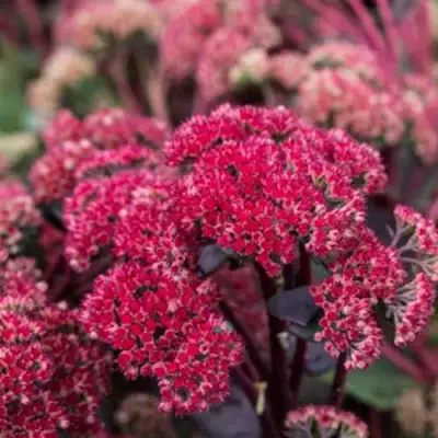 Очиток (седум) РЕД КАУЛИ в Слониме