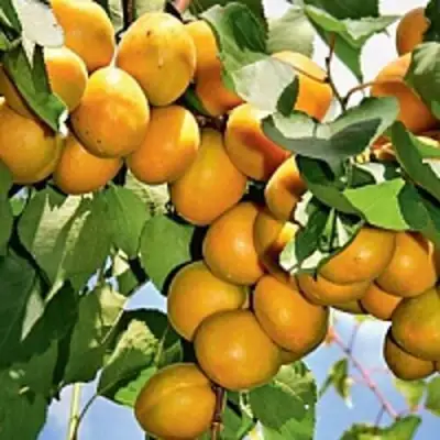 Абрикос БРЯНСКИЙ РАННИЙ в Слониме