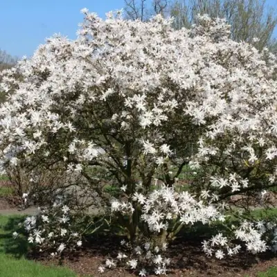 Магнолия КОБУС в Слониме