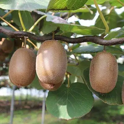Актинидия ЗАКАРПАТЬЕ киви в Слониме