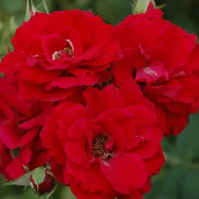 Роза ЧАМПЛЕЙН флорибунда в Слониме