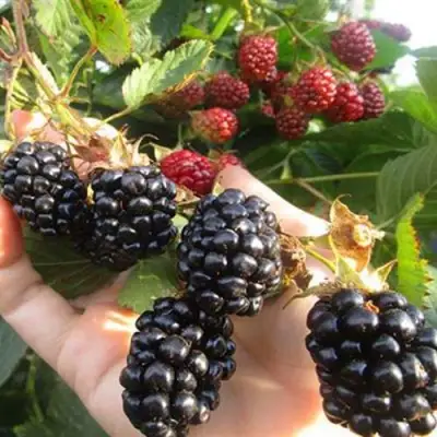 Ежевика НАВАХО бесшипная  в Слониме