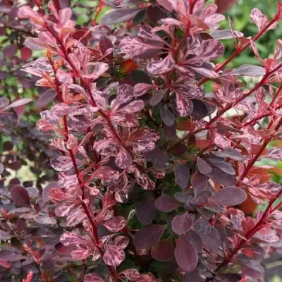 Барбарис РОУЗ ГЛОУ тунберга в Слониме