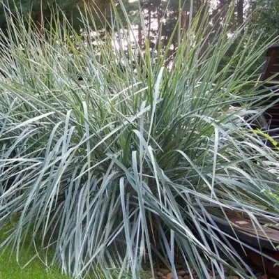 Элимус БЛЮ ДЮН песчаный в Слониме