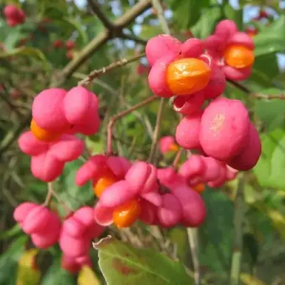 Бересклет ЕВРОПЕЙСКИЙ в Слониме