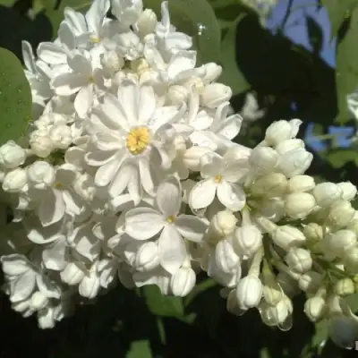 Сирень РОЧЕСТЕР в Слониме