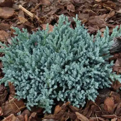 Можжевельник БЛЮ СПАЙДЕР чешуйчатый в Слониме