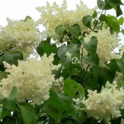 Сирень АМУРСКАЯ в Слониме