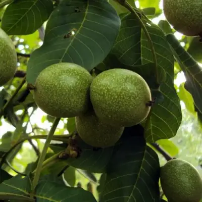 Грецкий орех ПИНСКИЙ в Слониме