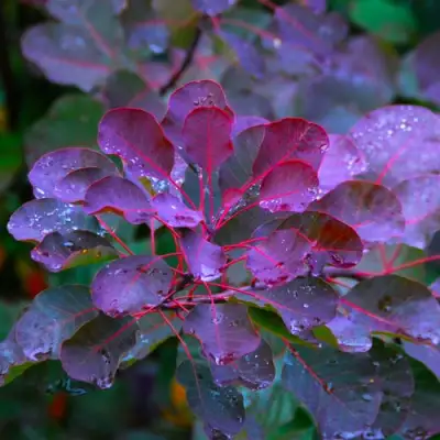 Скумпия ГРЕЙС в Слониме
