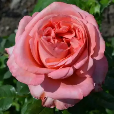 саженцы розы Лондон Ай