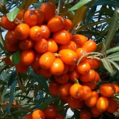 Облепиха ПЛАМЕННАЯ в Слониме