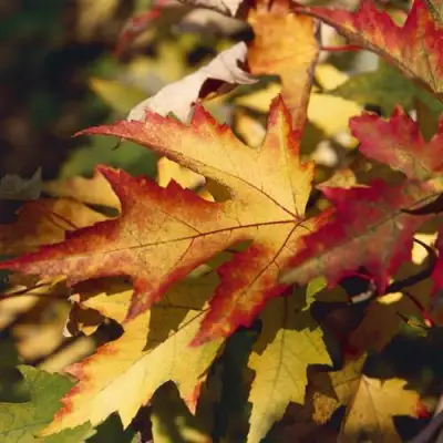 Клен серебристый в Слониме