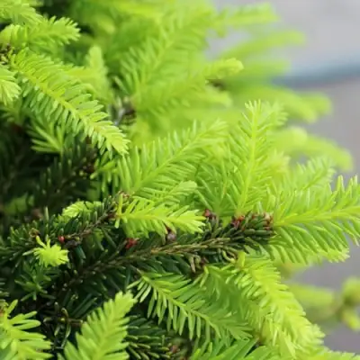 Ель НИДИФОРМИС обыкновенная в Слониме