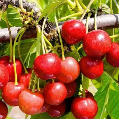 Черешня БЮТТНЕРА КРАСНАЯ в Слониме