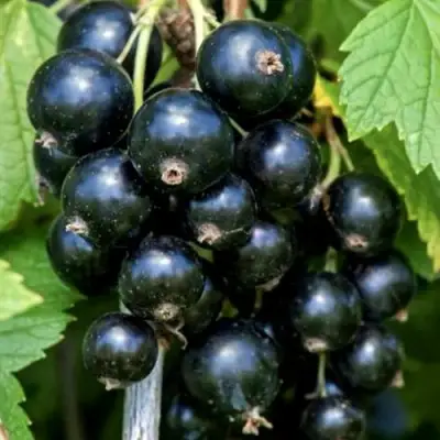 Смородина чёрная СЕЛЕЧЕНСКАЯ в Слониме