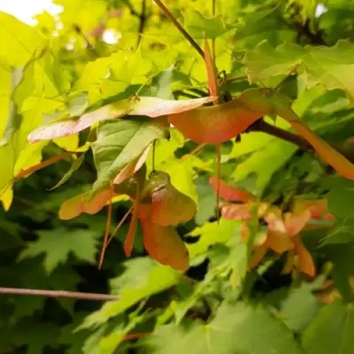 Клен ложноплатановый в Слониме