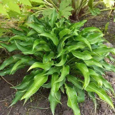 Хоста ГАРРИ ВАН ТРИЕР в Слониме