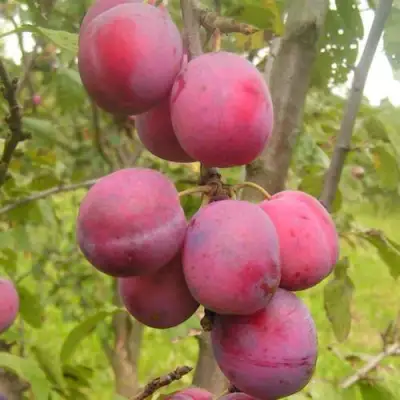 Слива ЭДИНБУРГСКАЯ в Слониме