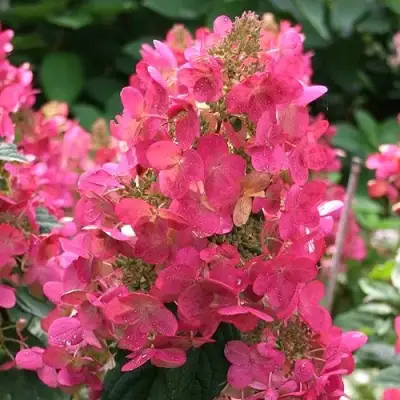 Гортензия МЕГА МИНДИ метельчатая в Слониме