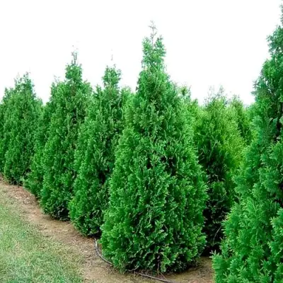 Туя СПИРАЛИС западная в Слониме