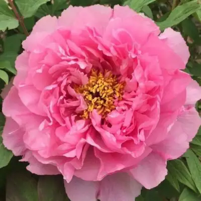 Пион РОЗОВЫЙ ЛОТОС древовидный в Слониме