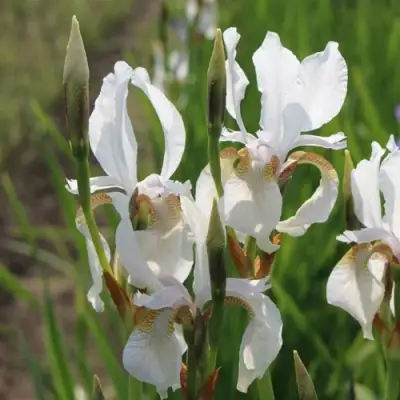 Ирис АЛЬБА сибирский в Слониме