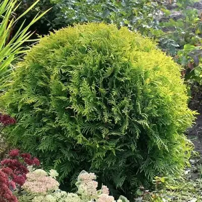 Туя ЕЛЛОУ ГЛОБ западная в Слониме