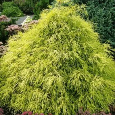 Кипарисовик ФИЛИФЕРА АУРЕА горохоплодный в Слониме