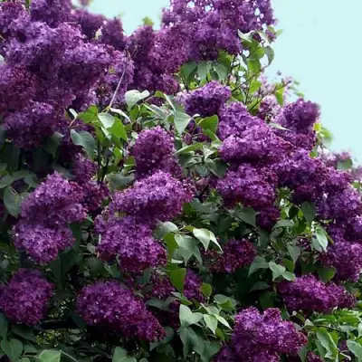 Сирень ИНДИЯ в Слониме