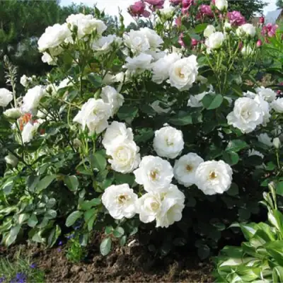 Роза АЛАБАСТЕР флорибунда в Слониме