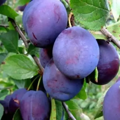 Слива ПЕРДРИГОН в Слониме