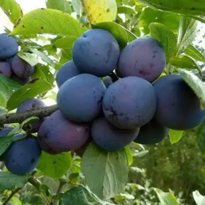 Слива КРОМАНЬ в Слониме