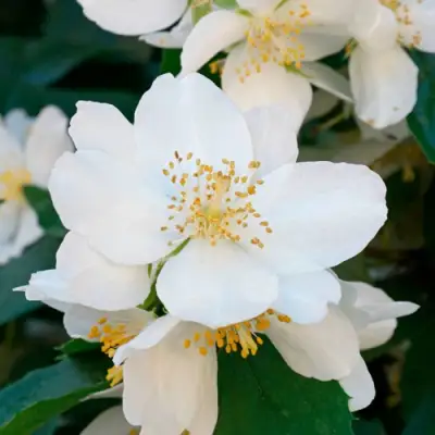 Жасмин ЮСТИНКА в Слониме