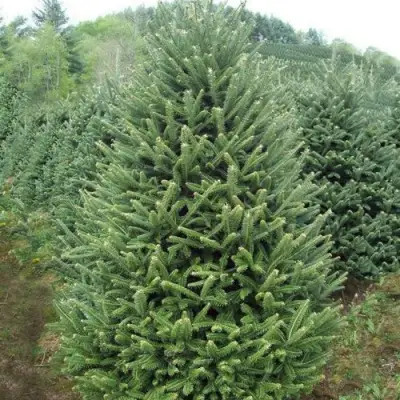 Пихта ФРАЗЕРА в Слониме