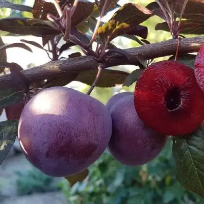 Слива ПАННА в Слониме