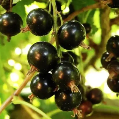 Смородина чёрная НАРА в Слониме