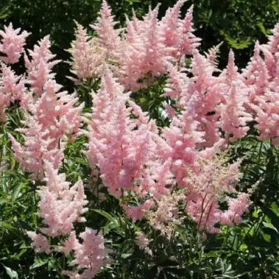 Астильба ГЛИТТЕР ЭНД ГЛАМУР китайская в Слониме