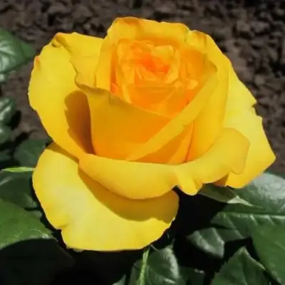 саженцы розы Керио