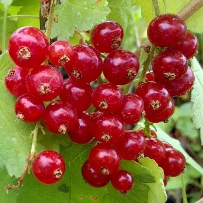 Смородина красная РОНДОМ в Слониме