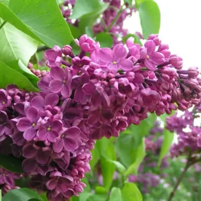 Сирень ДЕНЬ ПОБЕДЫ в Слониме