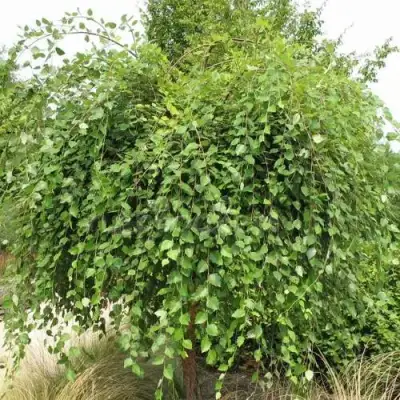 Береза САММЕР КАСКАД черная в Слониме