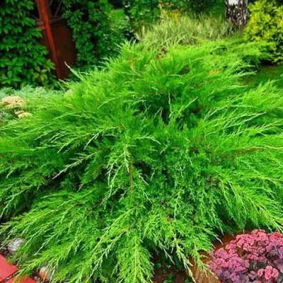 Можжевельник МИНТ ДЖУЛЕП средний в Слониме