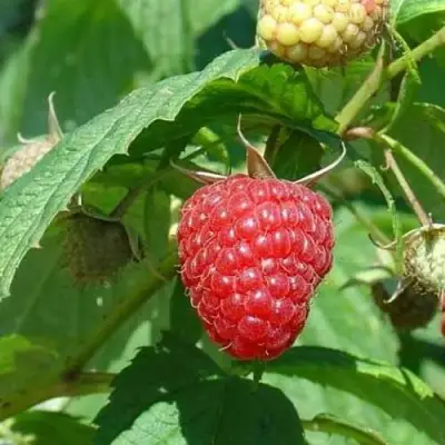 Малина КВЕЛЛИ в Слониме